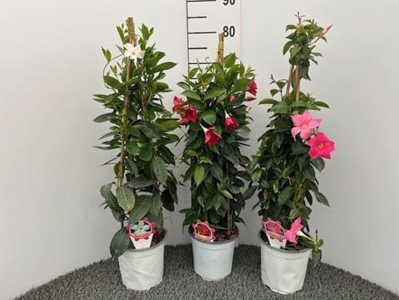 Immagine di DIPLADENIA SUNDAVILLE V.17 CM PIRAMIDE