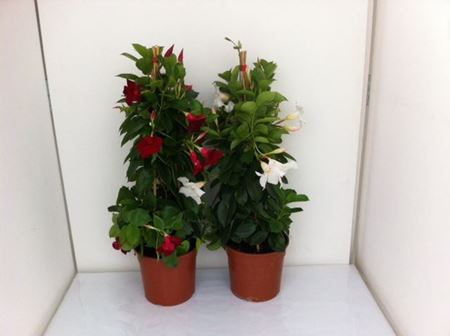 Immagine di DIPLADENIA SUNDAVILLE V.17 CM