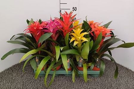 Immagine di GUZMANIA MIX V.12 CM