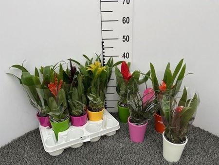 Immagine di GUZMANIA MIX V.9 CM CERAMICA