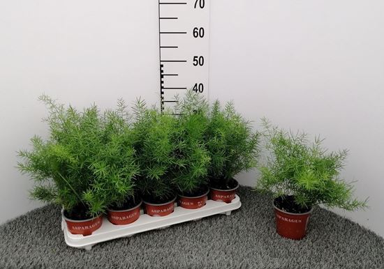 Immagine di ASPARAGUS SPRENGERI V.12 CM