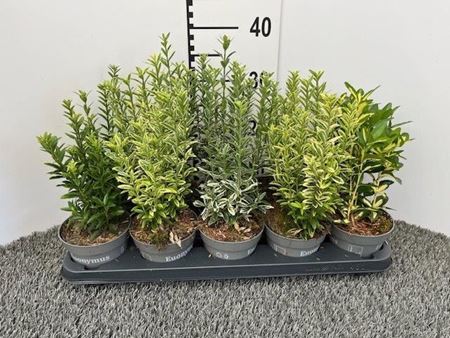 Immagine di EUONYMUS MIX V.11 CM