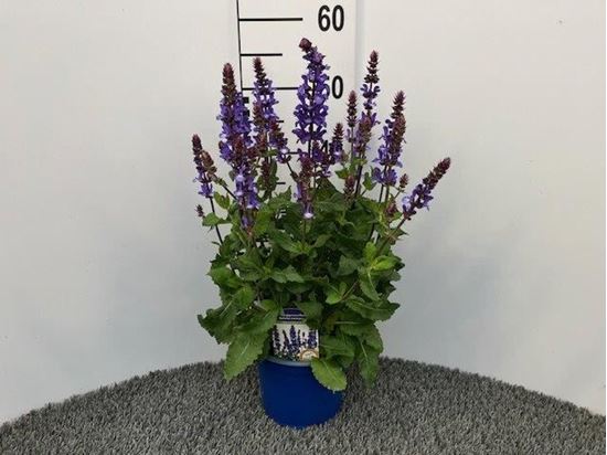 Immagine di SALVIA NEMOROSA V.17 CM
