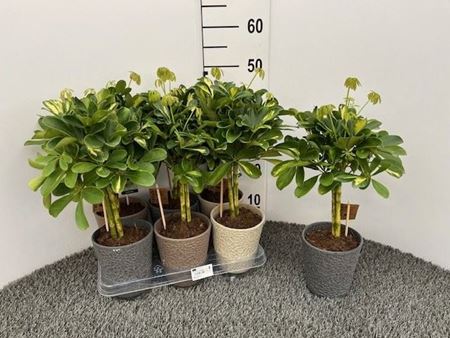 Immagine di COMPOSIZIONE NR.01 SCHEFFLERA