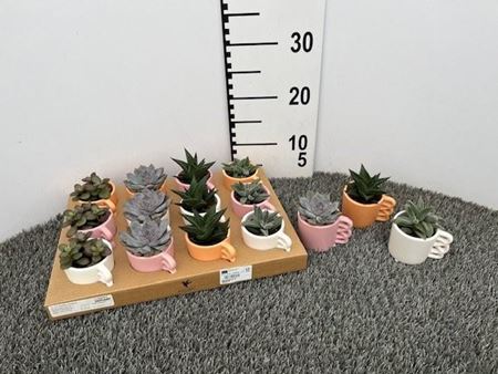Immagine di COMPOSIZIONE NR.110 SUCCULENTE