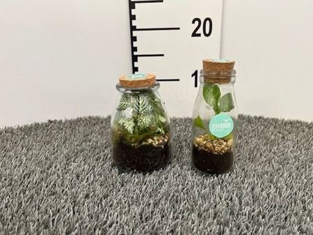 Immagine di TERRARIUM NR.08