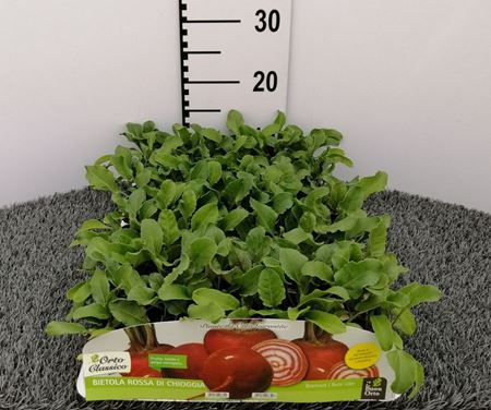 Immagine di BIETOLA ROSSA DI CHIOGGIA PACK 9 PIANTE