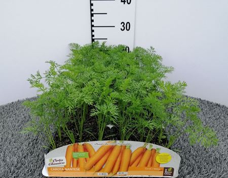Immagine di CAROTA NANTESE F1 PACK 9 PIANTE