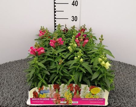 Immagine di ANTIRRHINUM (BOCCA DI LEONE) PACK 4 PIANTE