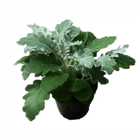 Immagine di CINERARIA MARITTIMA PACK 4 PIANTE