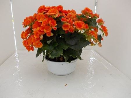Immagine di BEGONIA ELATIOR CIOT.25 CM