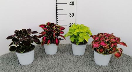 Immagine di COLEUS V.14 CM