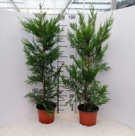 Immagine di CUPRESSOCIPARIS LEYLANDII V.19 CM
