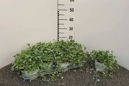 Immagine di DICHONDRA V.14 CM