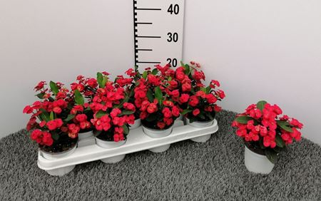Immagine di EUPHORBIA MILII V.11 CM