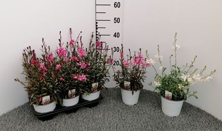 Immagine di GAURA V.14 CM