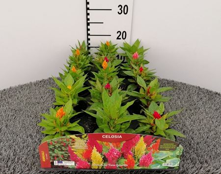 Immagine di CELOSIA V.10 CM