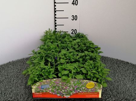 Immagine di LOBELIA V.10 CM