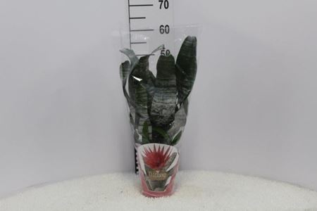 Immagine di AECHMEA MIX V.15 CM