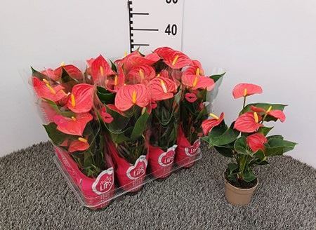 Immagine di ANTHURIUM ANDR. MIX V.9 CM