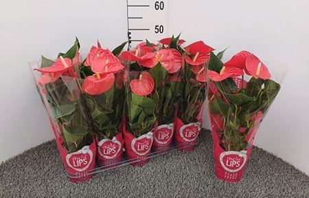 Immagine di ANTHURIUM ANDR. MIX V.12 CM