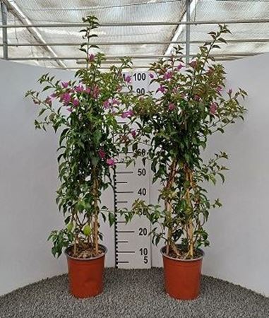Immagine di BOUGAINVILLEA ALEX. V.17 H.80 CM PIRAMIDE