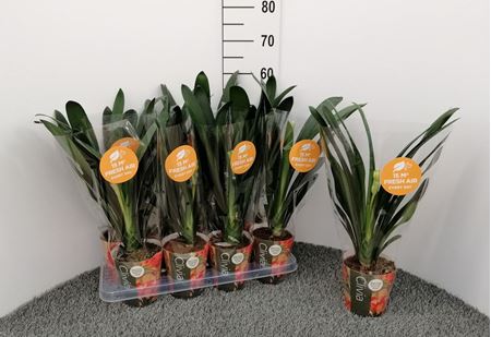Immagine di CLIVIA MINIATA V.13 CM