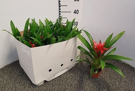 Immagine di GUZMANIA MIX V.9 CM