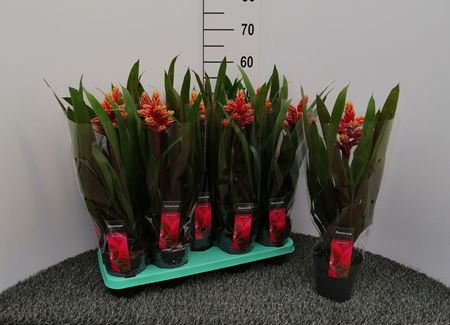Immagine di GUZMANIA MIX V.13 CM