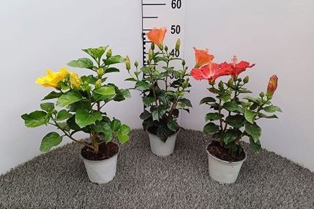 Immagine di HIBISCUS MIX V.14 CM
