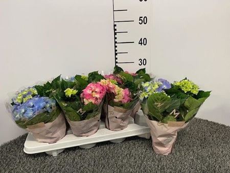 Immagine di HORTENSIA MIX V.10 CM