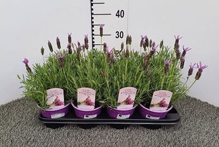 Immagine di LAVANDA STOECHAS V.14 CM