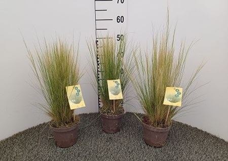 Immagine di STIPA TENUISSIMA V.14 CM
