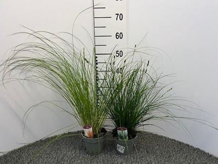 Immagine di CAREX MIX V.13 CM
