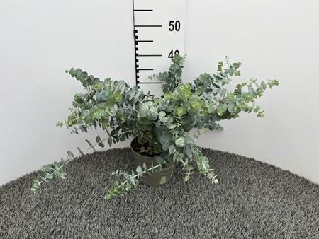 Immagine di EUCALIPTO V.17 CM PULVERULENTA BABY BLUE