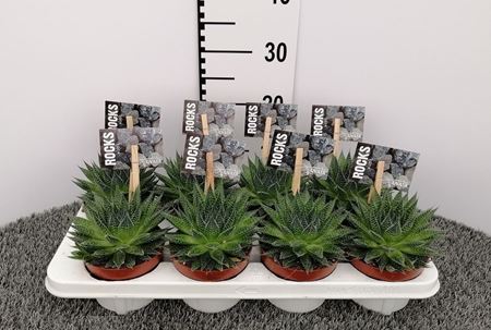 Immagine di ALOE ARISTATA V.12 CM