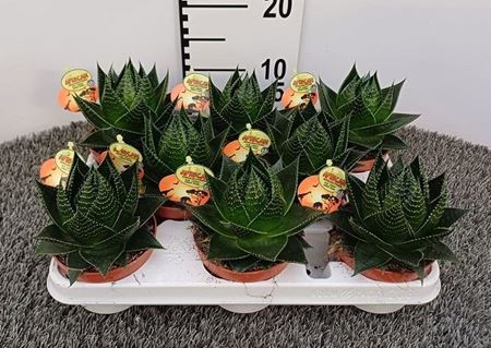 Immagine di ALOE COSMOS V.10 CM