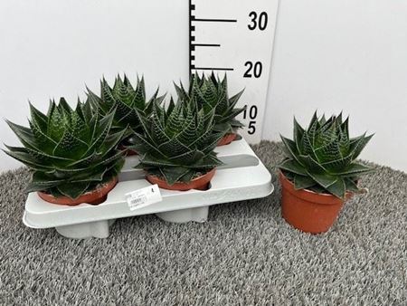 Immagine di ALOE COSMOS V.13 CM