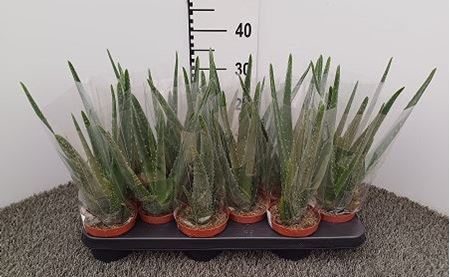 Immagine di ALOE VERA V.10 CM