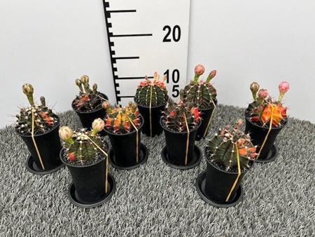 Immagine di GYMNOCALYCIUM MIX V.8 CM