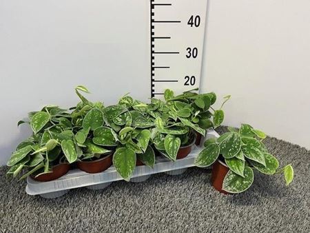Immagine di SCINDAPSUS PICTUS V.13 CM