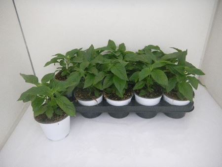Immagine di PENTAS V.12 CM META' COLTURA