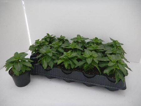 Immagine di VINCA V.10 CM META' COLTURA