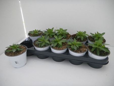 Immagine di VINCA PENDULA V.12 CM META' COLTURA