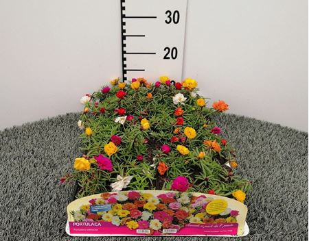 Immagine di PORTULACA PACK 4 PIANTE