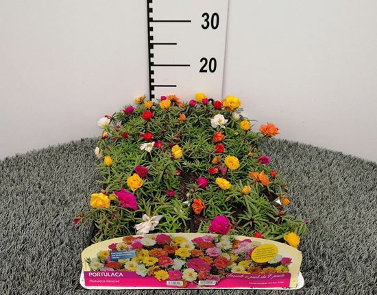 Immagine di PORTULACA PACK 4 PIANTE
