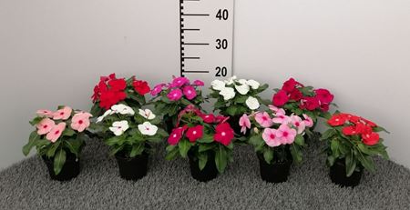 Immagine di VINCA V.10 CM
