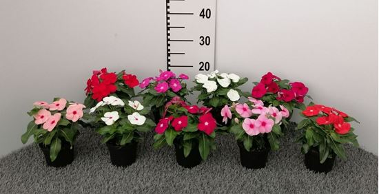Immagine di VINCA V.10 CM