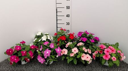 Immagine di VINCA PENDULA V.12 CM
