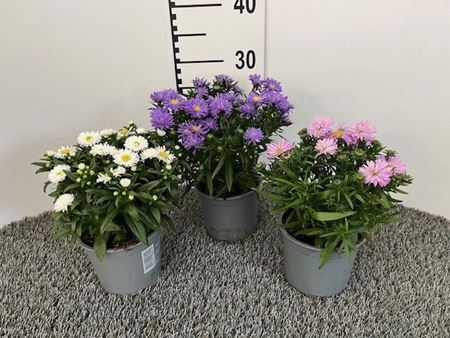 Immagine di ASTER NOVI BELGII V.13 CM